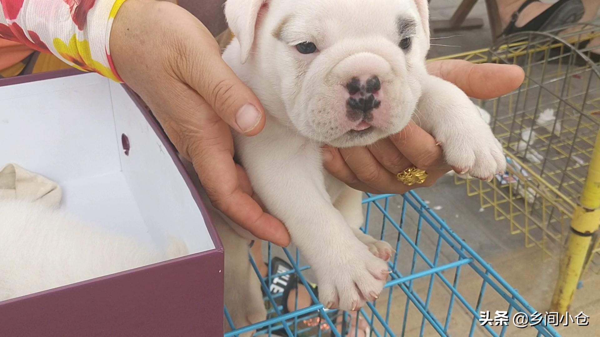 豫东最大狗市在哪里 (豫东南最大的狗市在哪里)