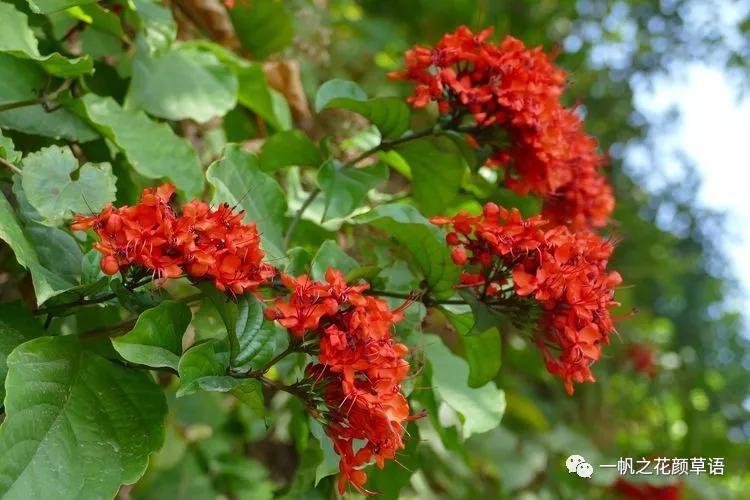 美丽赪桐（Clerodendrumspeciosissimum）