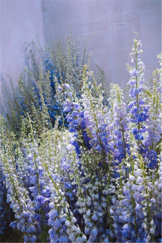 让人惊艳的花展,花展上看到的美到窒息