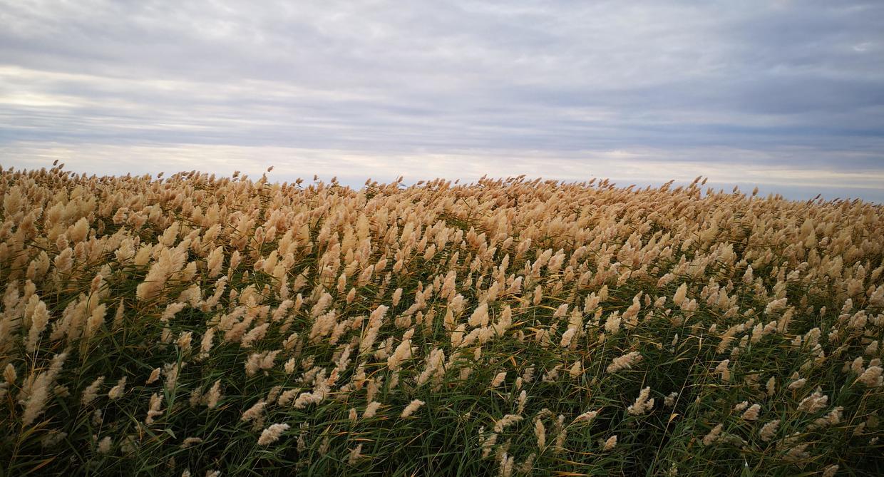衣服黑点清洗小妙招,衣服黑点怎么洗掉