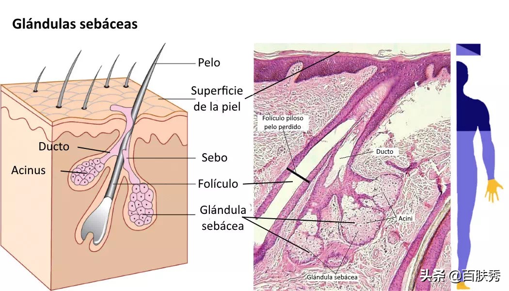 别再被所谓外油内干肤质忽悠了,适合外油内干肤质的温和护肤品