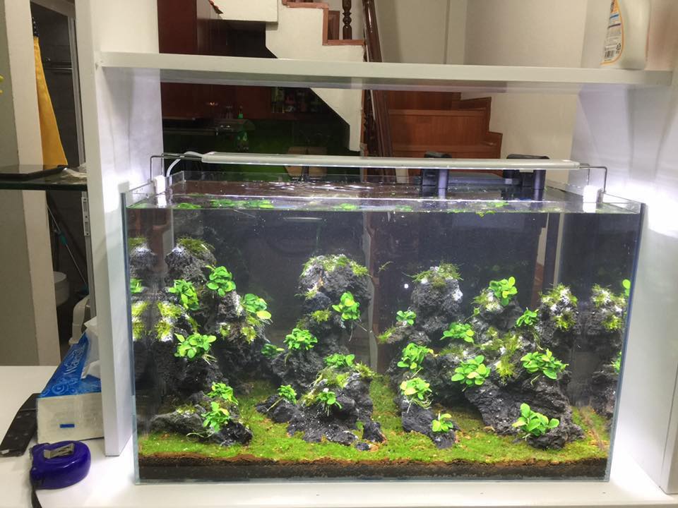 中国草缸,中国草缸造景图