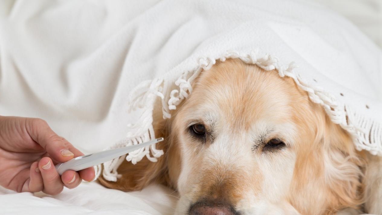 狗狗皮肤病识别图解,狗狗皮肤病一定要知道的