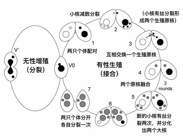 自然界里动物的自然繁育,自然界生物有哪些生殖方式