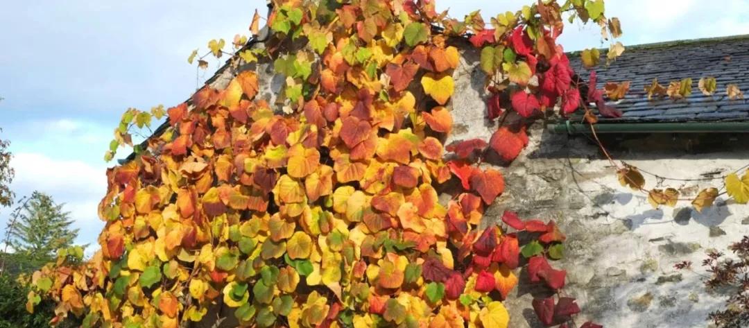 彼得兔的花园该怎么做,彼得兔的花园视频