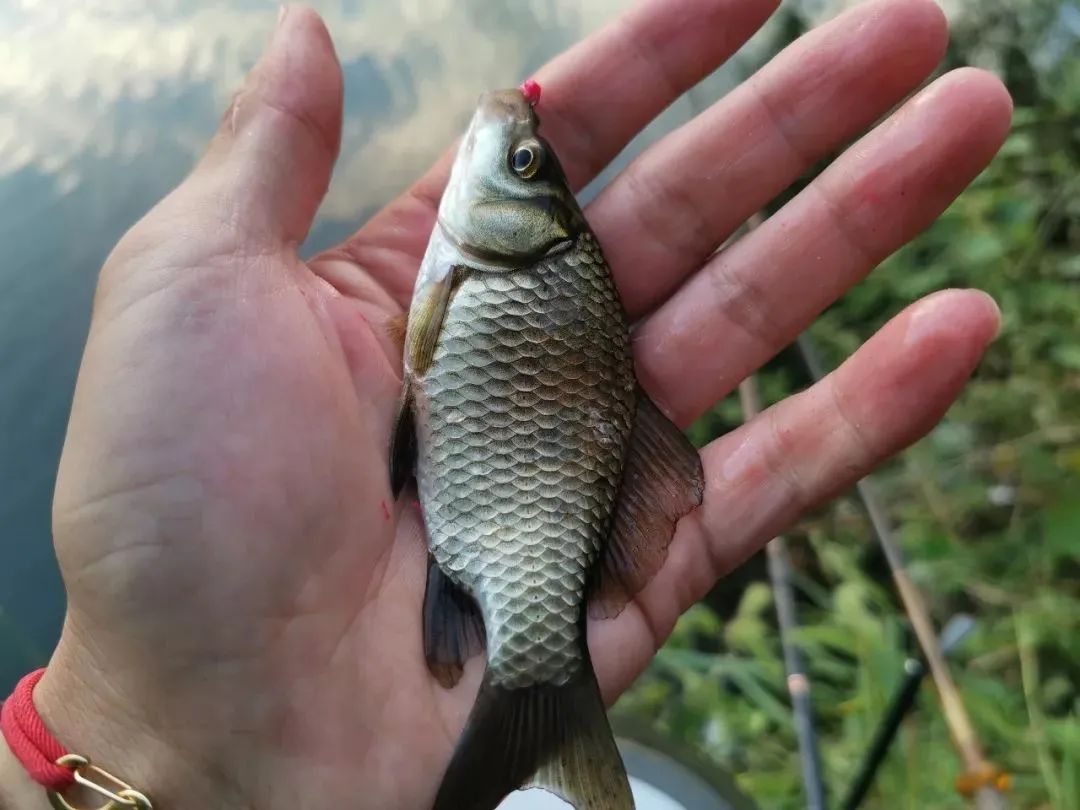 钓鲈鱼的方法和技巧台钓,台钓技巧大全介绍