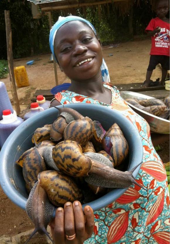 最大蜗牛入侵我国,南方到处是:非洲人的美食,中国人却不敢吃
