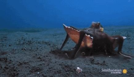 章鱼是不是地球上最聪明的生物 (科学探索章鱼的高智商来自哪里)