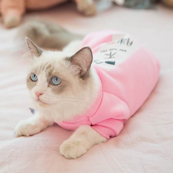 猫咪便血可大可小，找对原因，对症下药是关键