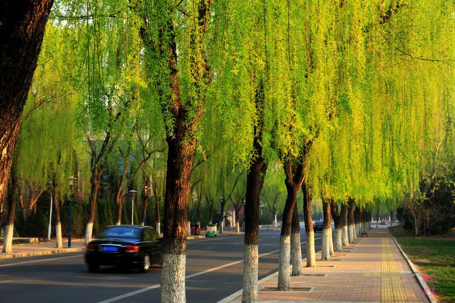 小学生美丽的柳树作文,小学生写春天柳树作文