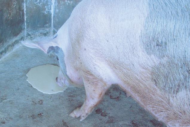 很多养猪人不知道:我们常说的霉菌毒素,其实有6种毒!