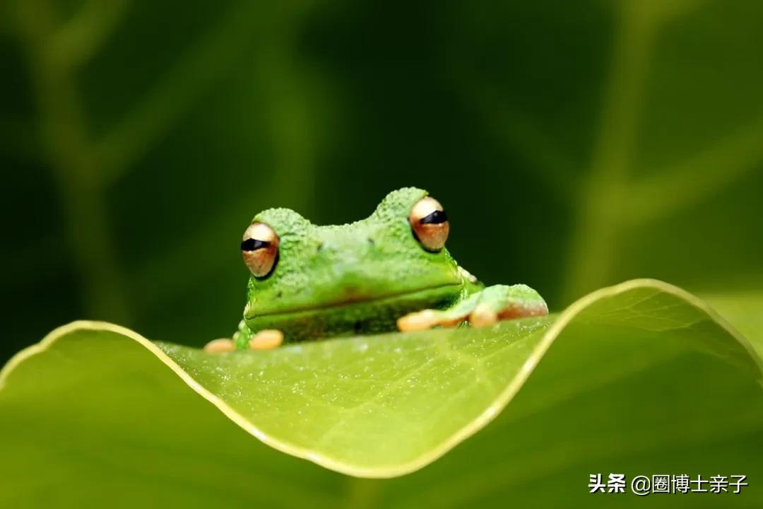 小蝌蚪长大了是不是就变成癞蛤蟆,小蝌蚪为什么变成青蛙