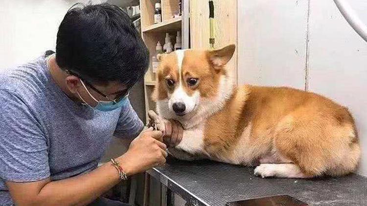 多大的狗狗可以剪指甲,狗狗剪指甲需要多少钱