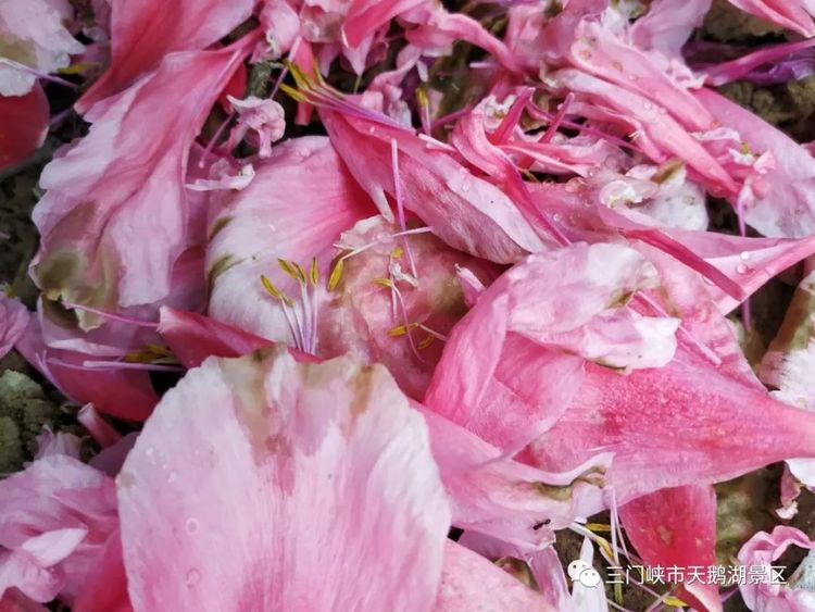 天鹅湖牡丹园景区,天鹅湖景区怎么样