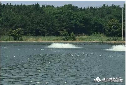 加州鲈啥水温会出问题,高温天气加州鲈生长缓慢原因为何