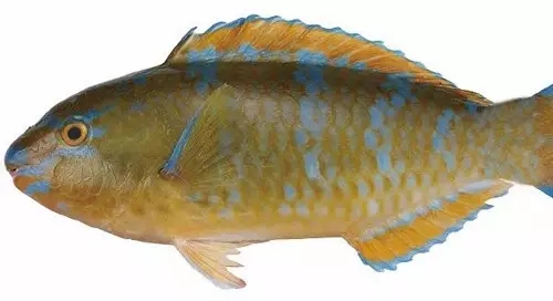 目前最顶级的海鲜鱼,世界上最顶级的海产鱼类