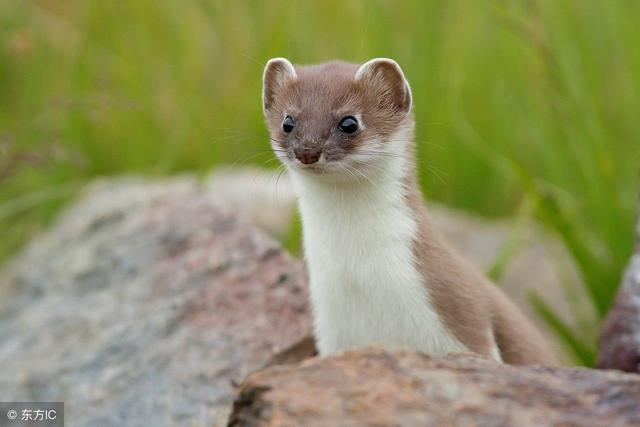 民间驱赶黄鼠狼的最佳方法,老人身上有黄鼠狼