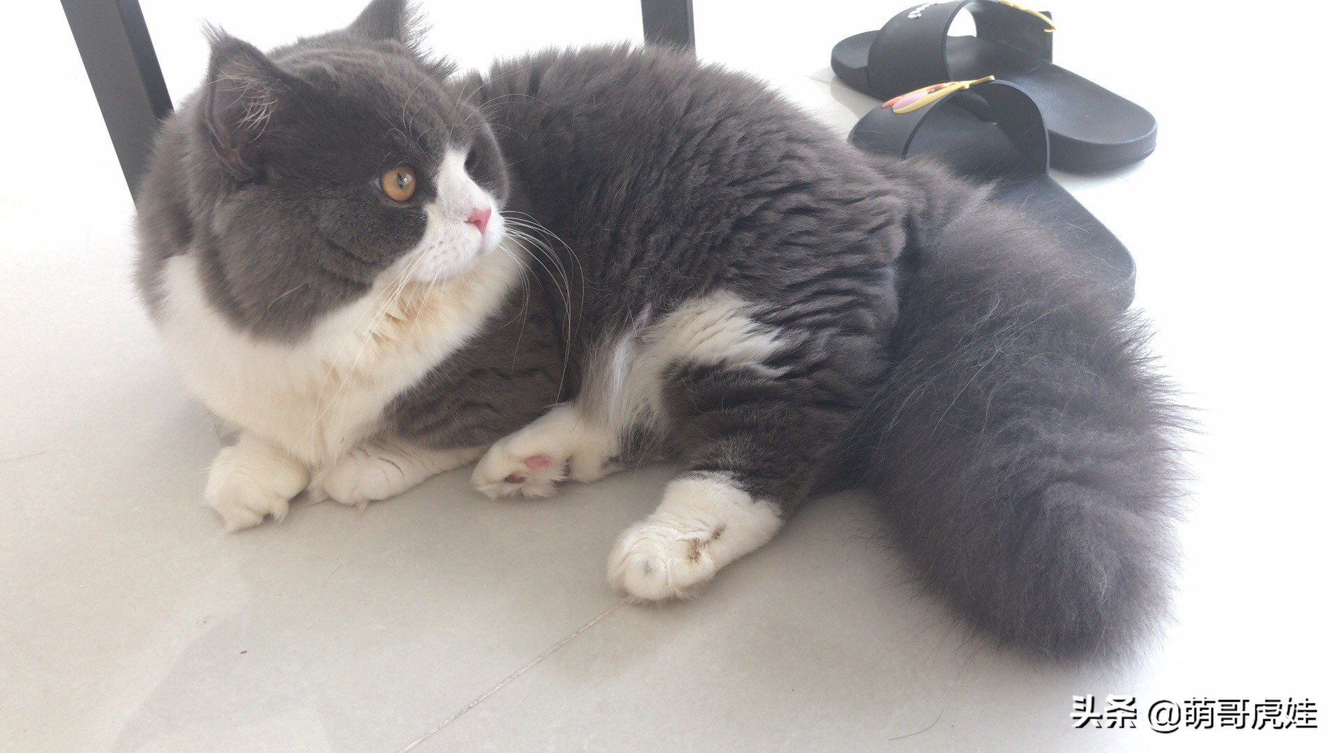 铲屎官给小奶猫洗澡一动不动,猫被铲屎官越养越瘦