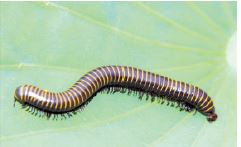 被蜈蚣咬伤正确的处理方法是什么,被蜈蚣咬伤预兆