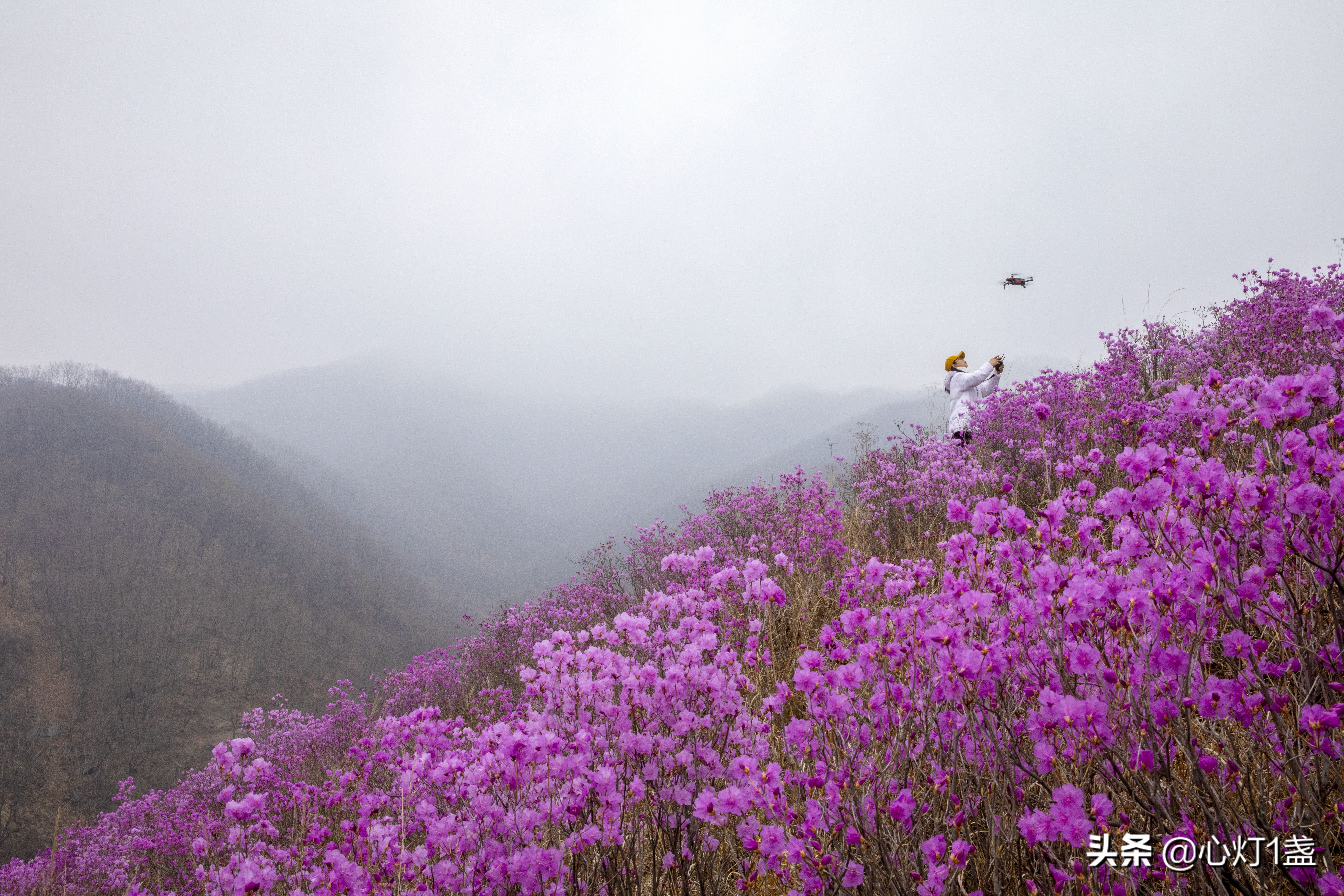 岫岩映山红什么季节开,岫岩映山红花期开多久