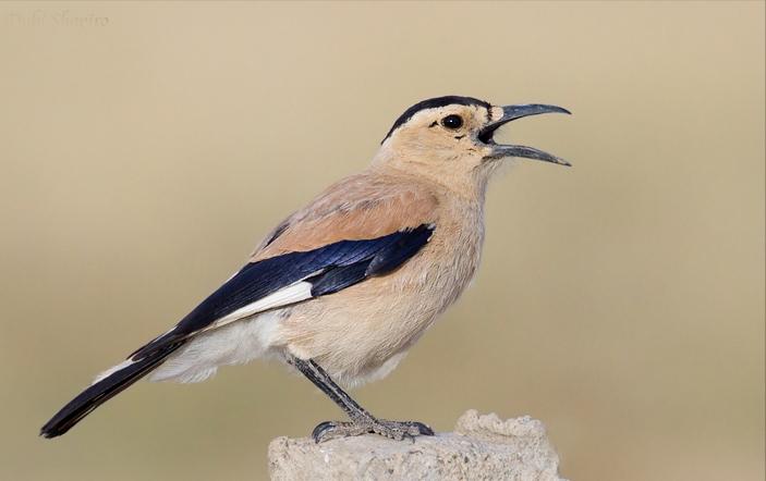 东江揽胜,惠州淡水常见鸟类图谱