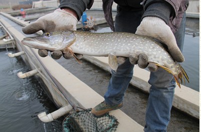 养冷水鱼需要注意什么,冷水鱼的养殖技术和注意事项