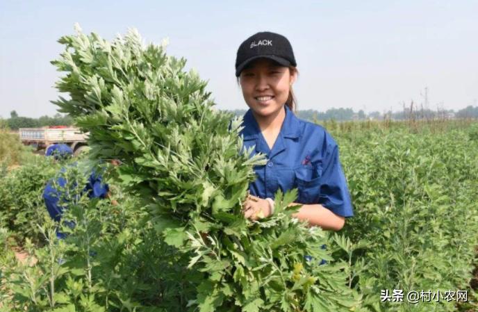 农民创业养什么好赚钱,在农村养殖种植创业好项目有哪些