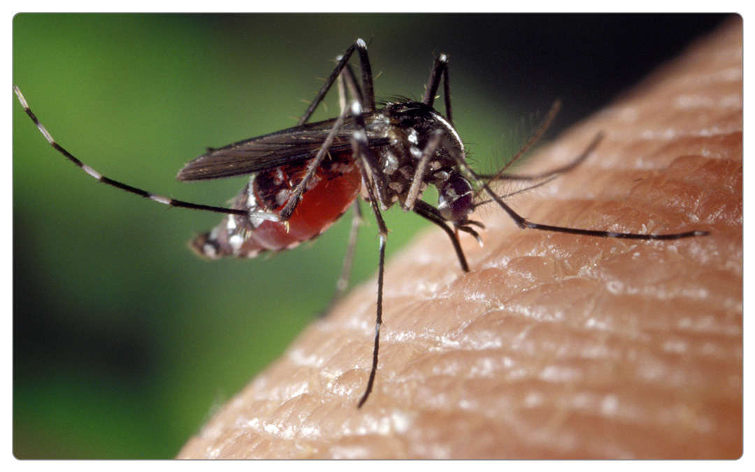 安娜：艾玛，我可能舔过蚊子的尿