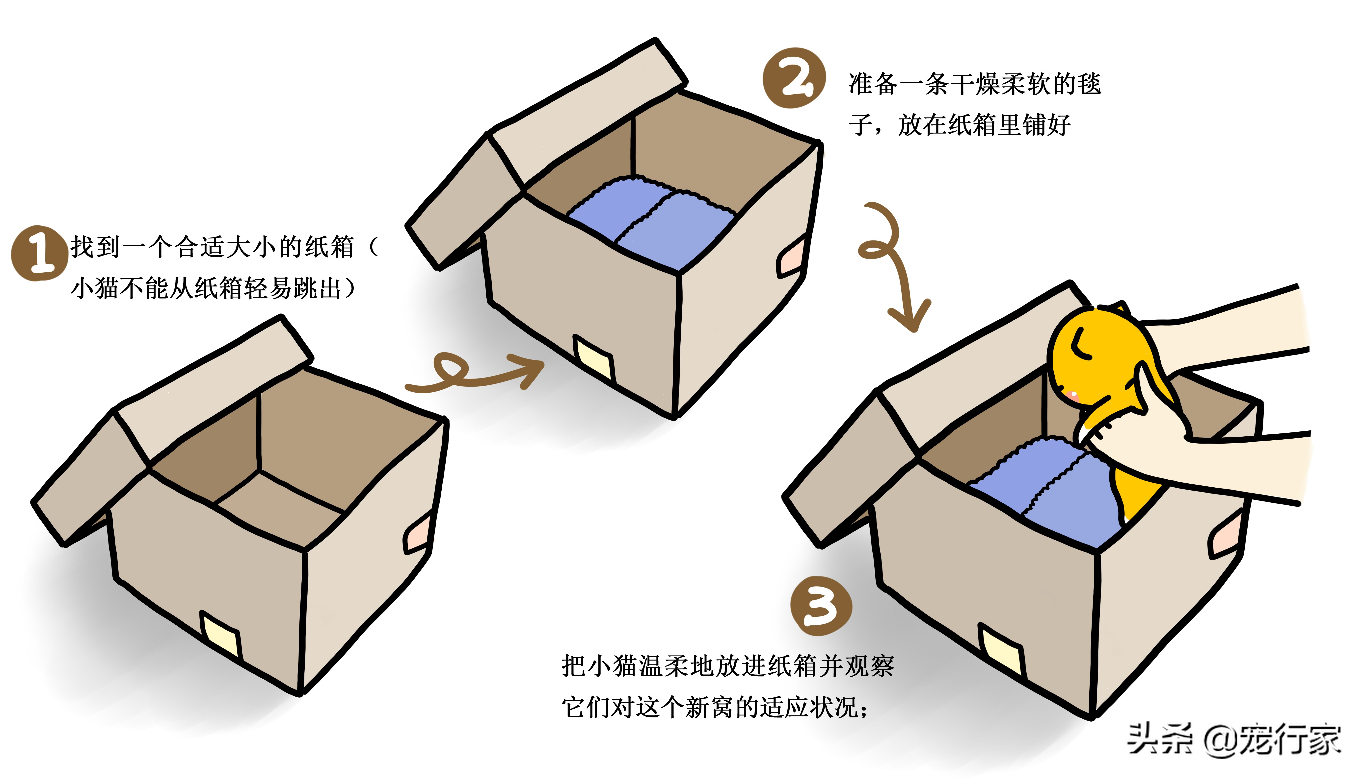 幼猫怎么喂养注意事项,幼猫喂养技巧和方法