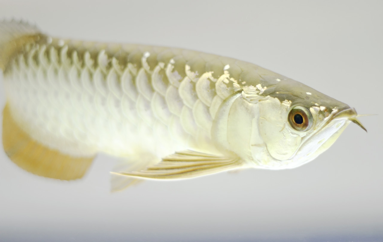 龙鱼挑食症状有哪些表现,龙鱼挑食了怎么办