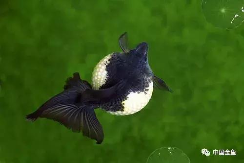 手把手教你打造真正的生态缸,如何打造一个20厘米的生态缸