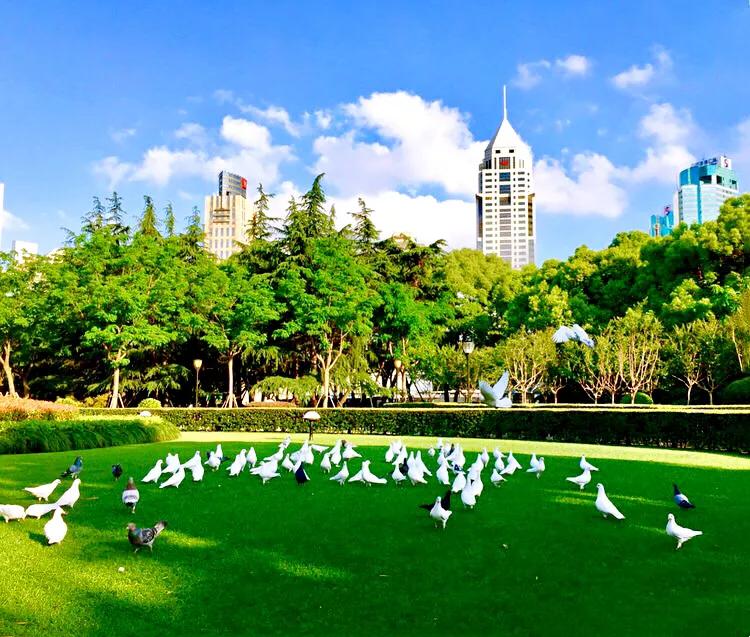 和平鸽~和平、友谊、团结、圣洁的象征