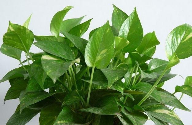 绿萝叶片发黄原因和处理方法,绿萝的叶片发黄了怎么办