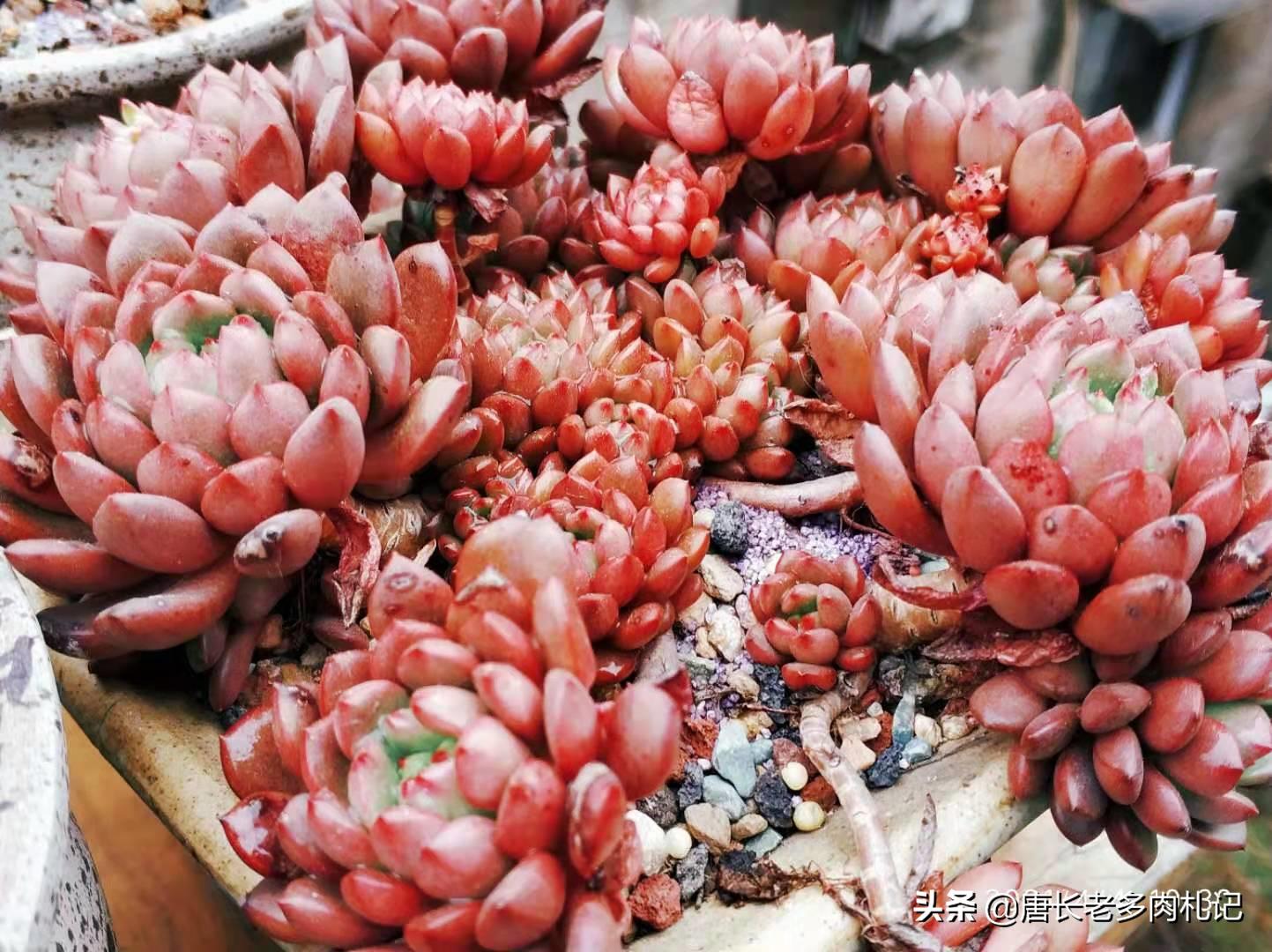 红宝石多肉什么时候换盆,多肉红宝石多长时间换一次盆