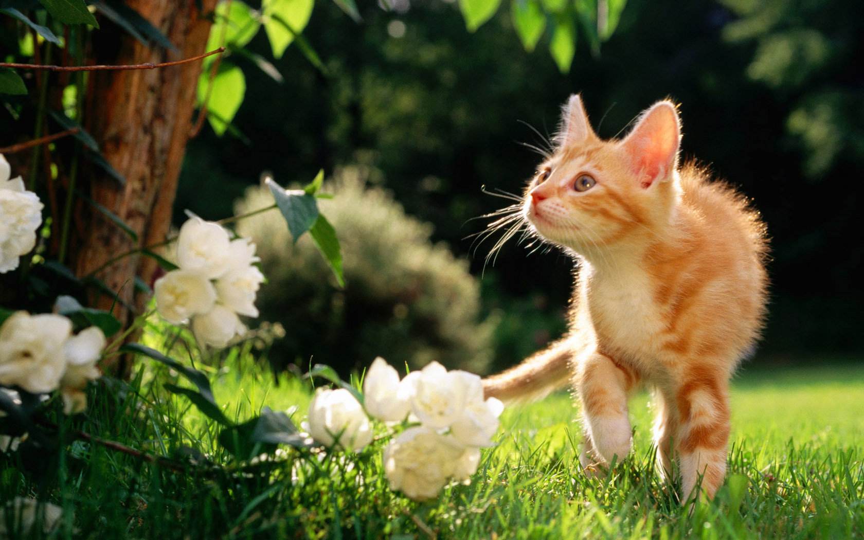 猫咪丢失怎么快速找回视频最火,猫咪丢了怎么办才能让猫咪找回来