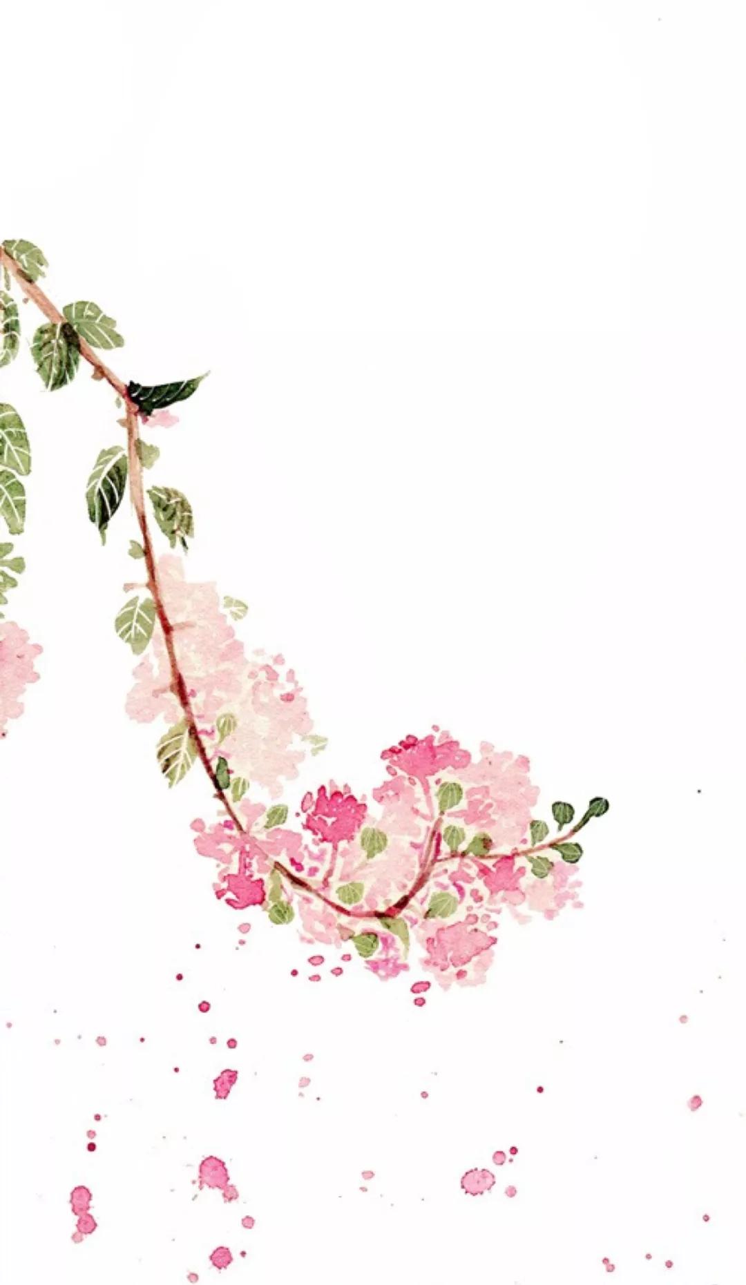 紫薇 LagerstroemiaindicaL.