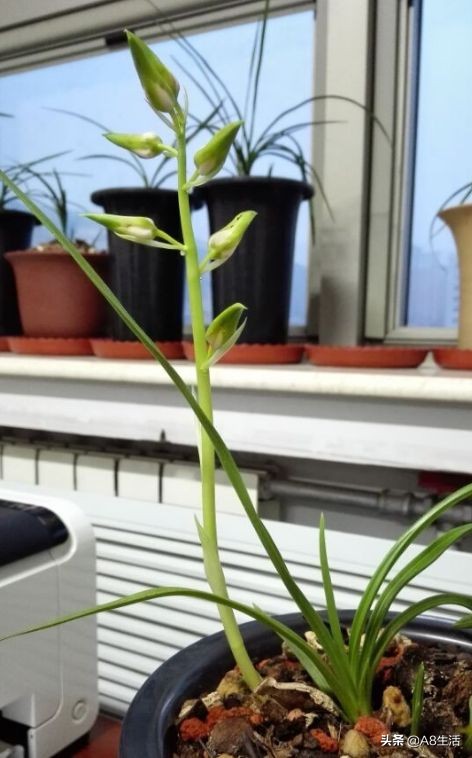 蕙兰兰花品种排名,蕙兰花精品品种