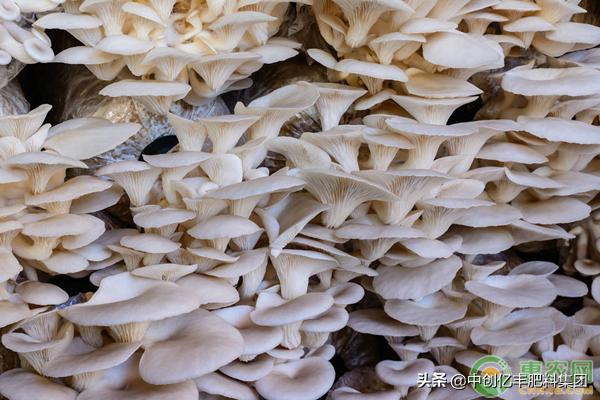 蘑菇菌包覆土栽培高产吗,蘑菇高产配方