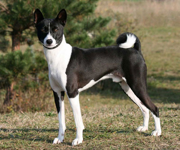 哪6种狗狗没有攻击性和不咬人,不爱狂吠的狗狗有哪些