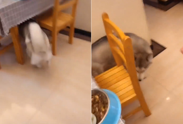 二哈被拽腿拖回家全程叫唤,二哈崩溃一瞬间