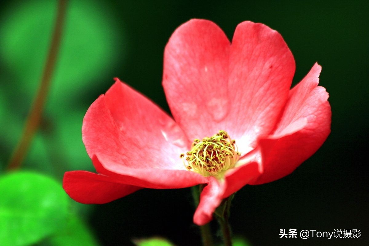 穷摄影推荐长焦镜头,摄影基础知识长焦