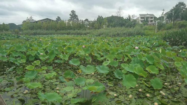 贵州蓬莱仙界旅游攻略,白云区蓬莱仙界景点介绍