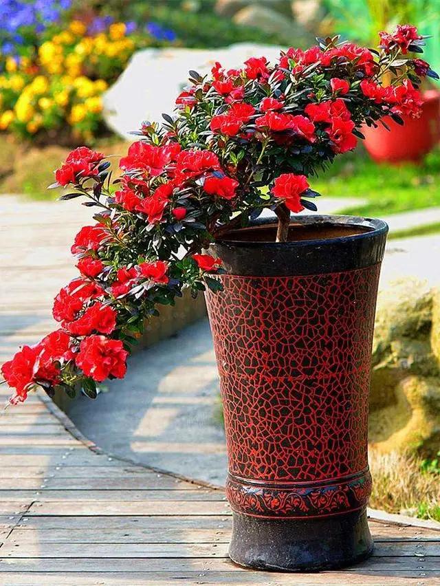 几月份种花比较适合,几月份种花是最好的