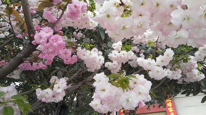 樱花芬兰芳四溢，倩倩咏咏那抹红