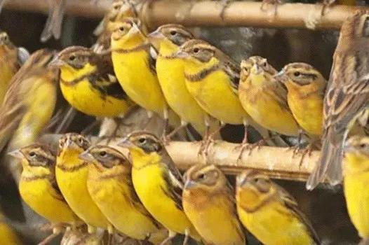 只为一串佛珠,他活剥了我妈的皮:人心有多可怕,你根本想象不到