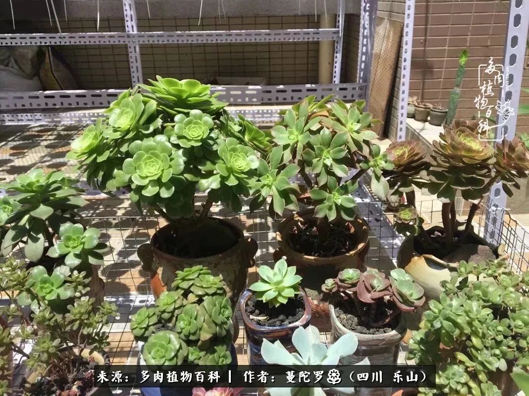 转角遇见多肉,遇见多肉治愈自己