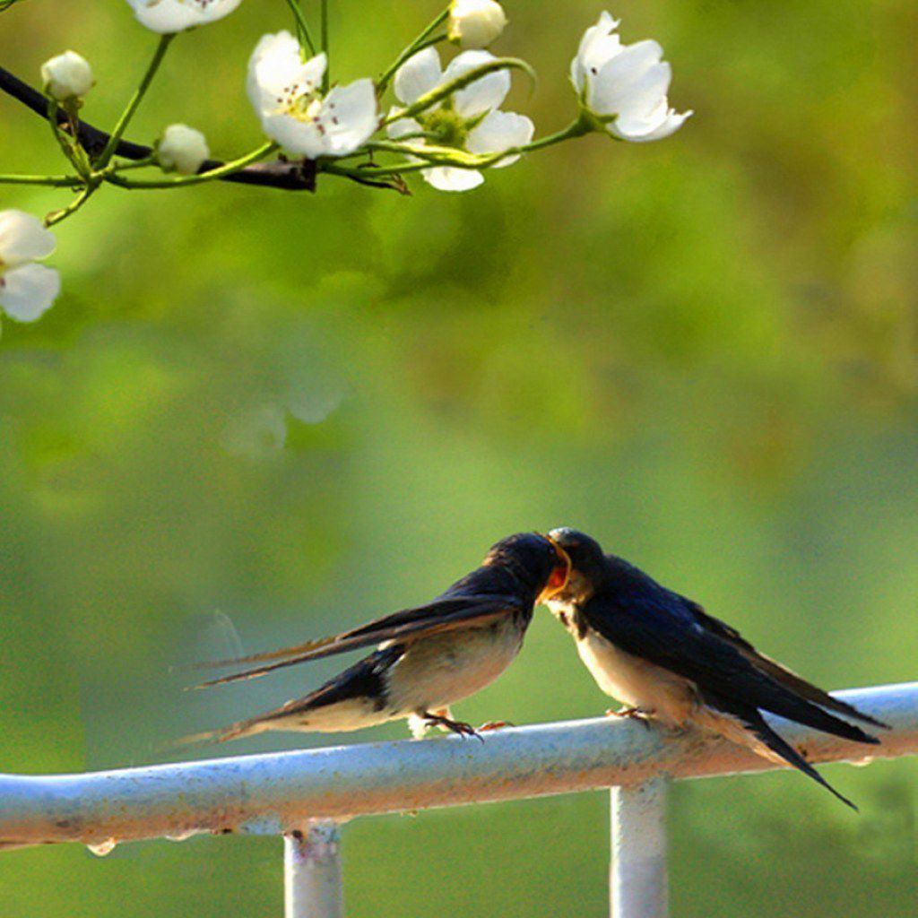 清平乐宋词作品欣赏,宋词清平乐的赏析