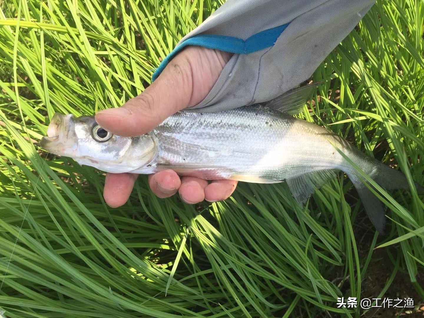 再战红水河盘翘嘴,再战芦苇荡钓法