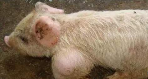 猪无法站立除了链球菌还有以下几种病因，应该如何治疗？