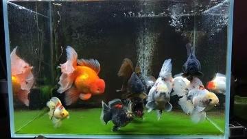 普通冷水观赏鱼的养殖方法,养冷水观赏鱼的技巧和方法